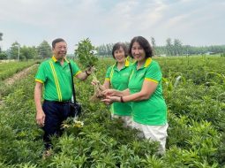 Khảo sát vùng trồng Bạch truật, Bạch thược tại Bạc Châu, Trung Quốc để kiểm chứng nguồn dược liệu